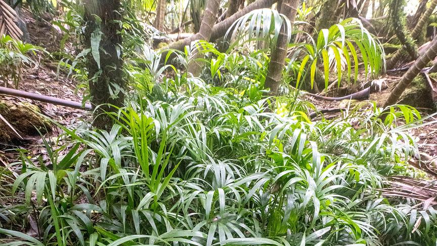 Grüne Palme wächst zwischen den Bäumen