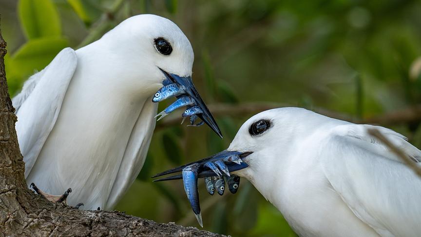 © Foto: ORF/Flowmotion Film/Ian Hutton Zwei auffallend weiße Vögel mit schwarzen Augen tragen jeweils mehrere kleine, blaufarbene Fische im Schnabel