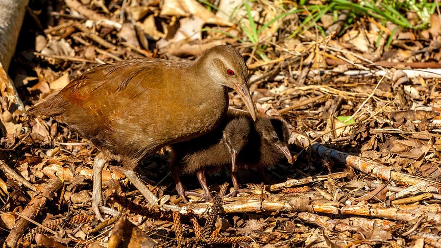Braune Henne mit Küken auf dem Waldboden