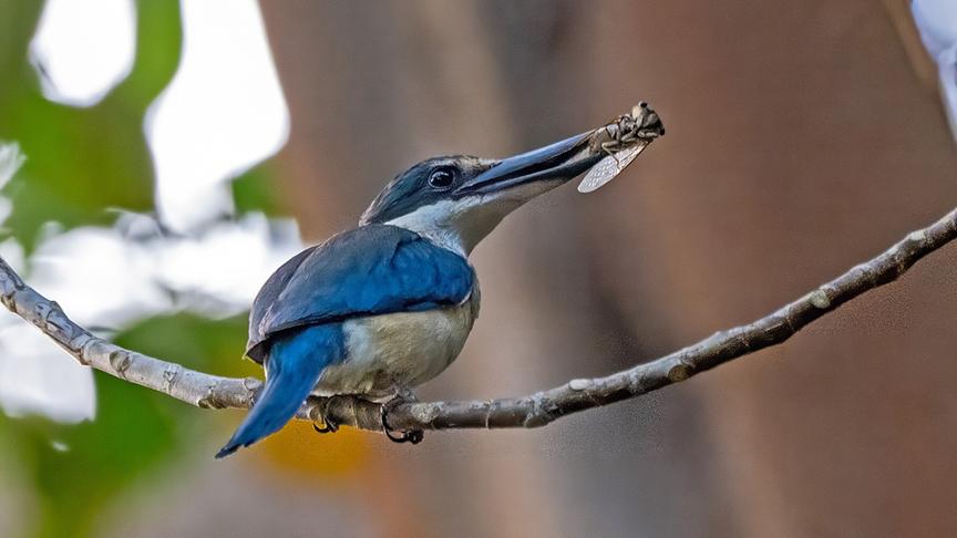 Blau-weißer Vogel mit Insekt im Schnabel auf einem Ast