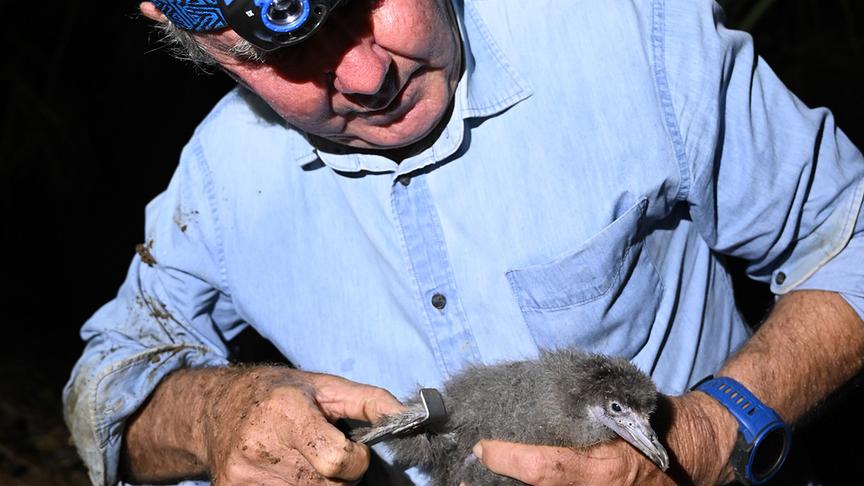 Ein Mann beringt einen jungen Vogel.
