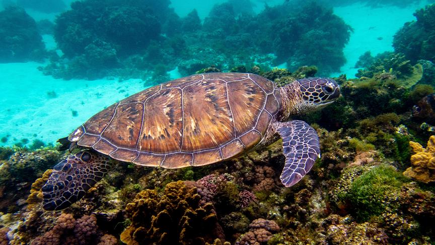 Meeresschildkröte schimmt durch türkisblaues Wasser und über Korallen hinweg