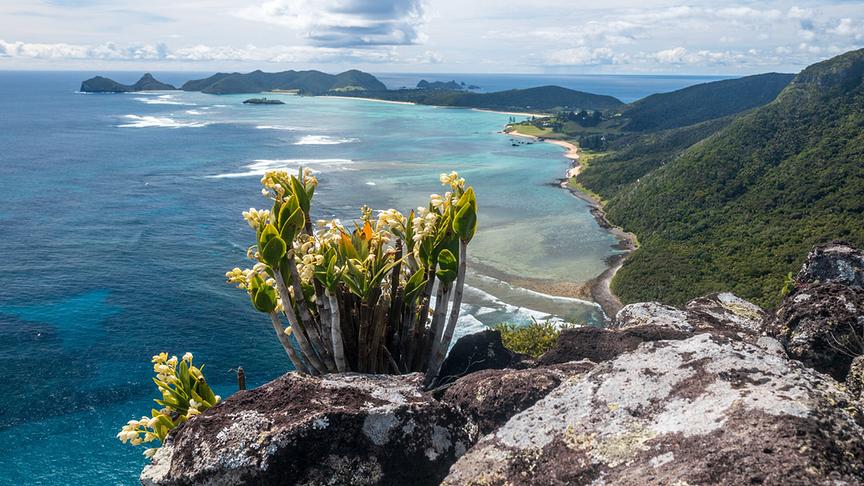 © Foto: ORF/Flowmotion Film/Ian Hutton Ochideen auf einem Felsvorsprung, im Hintergrund Blick auf die Buchten und die Insel