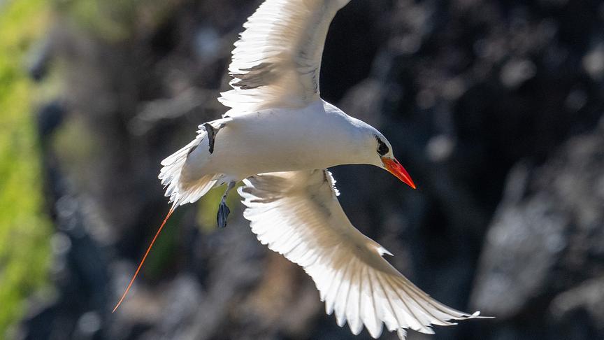 Weißer Vogel mit langer roter Schwanzfeder im Flug