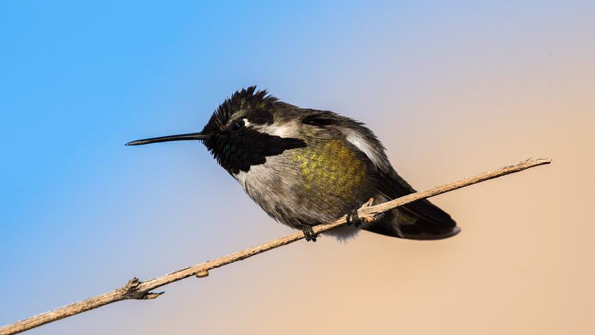 Kolibri sitzt auf einem dünnen Ast