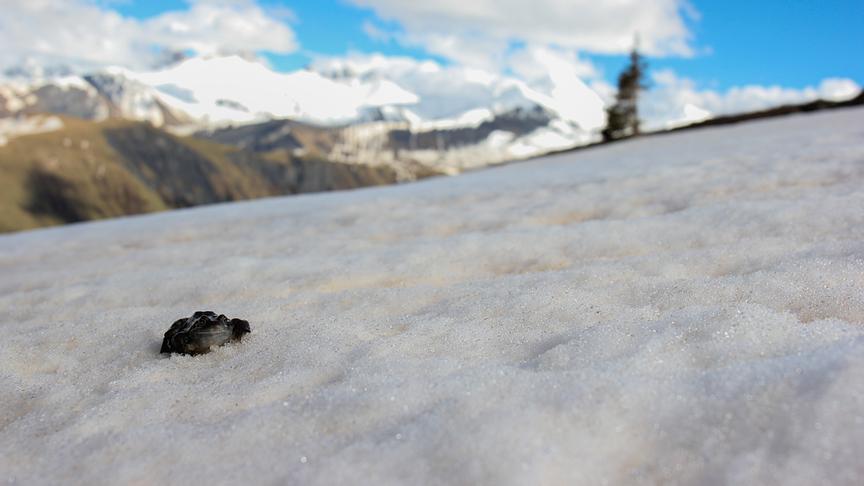 Frosch im Schnee, im Hintergrund Bergpanorama mit blauem Himmel