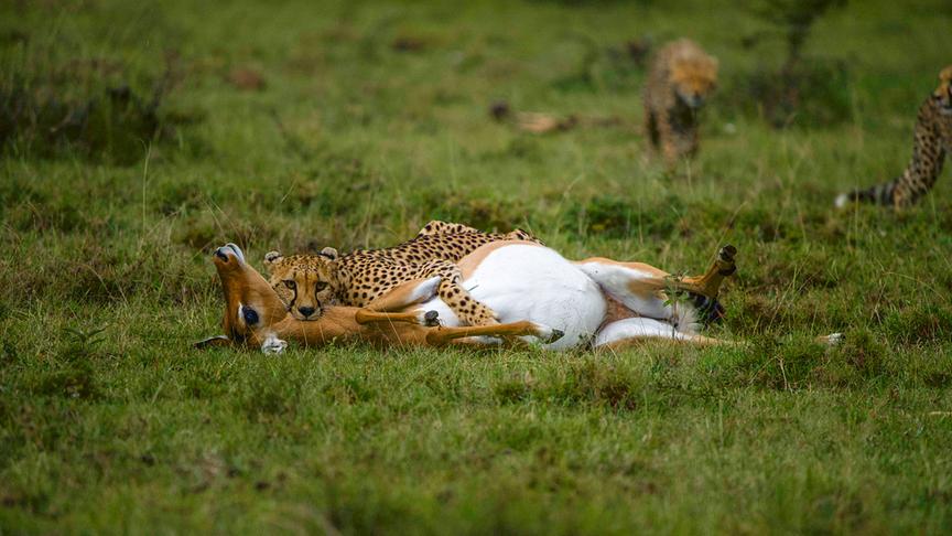 Gepard beißt in am Boden liegenden Gazellenkadaver, im Hintergrund schleicht sich ein weiterer Gepard an