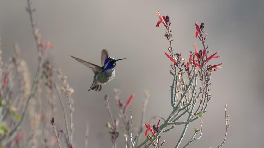Kolibri fliegt zu einer Pflanze