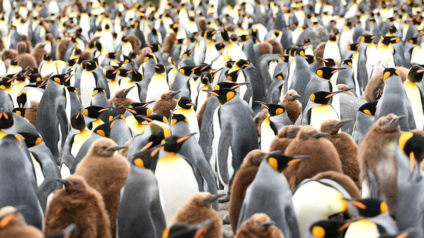 Eine Vielzahl Königspinguine mit Jungen dicht gedrängt stehend