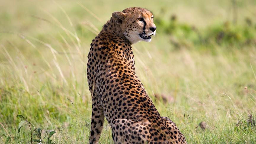 Gepard sitzt in einer Graslandschaft