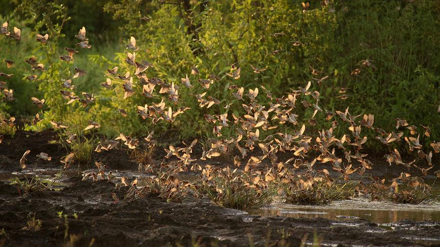 Vogelschwarm über Gewässer