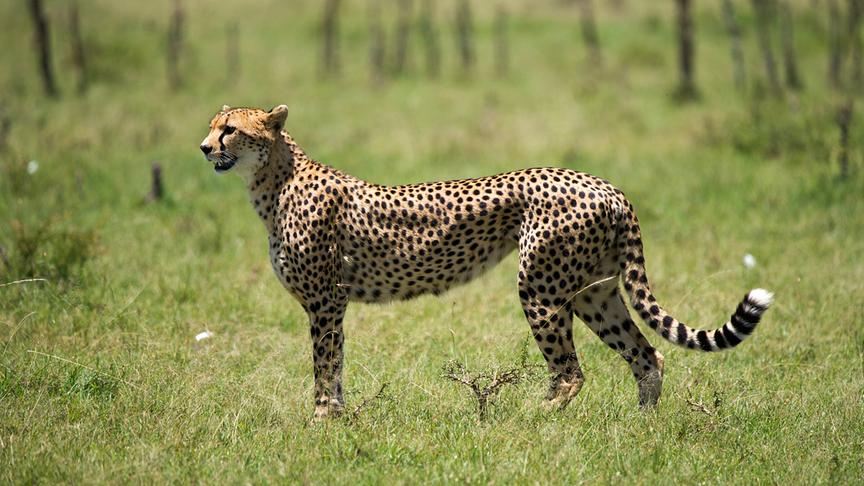 Erwachsener Gepard stehend im Gras