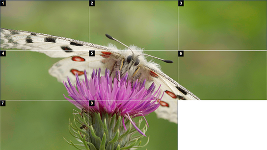 Rasterbild eines Schmetterlings auf einer violetten Blume als Beispiel des Sliderpuzzles