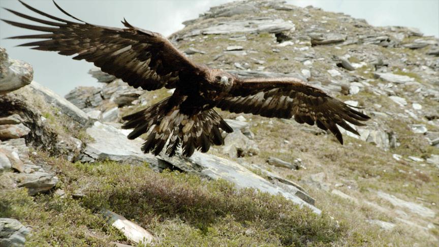 © Foto: ORF/Interspot/©Nationalparks Austria/Otmar Penker Steinadler im Flug dicht über einem felsigen Bergabhang.