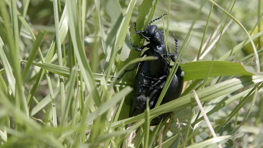 Schwarzer Käfer zwischen grünen Grashalmen.