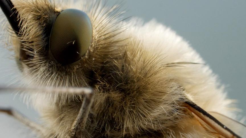 Nahaufnahme eines behaarten Insekts mit großen Augen und Fühlern.