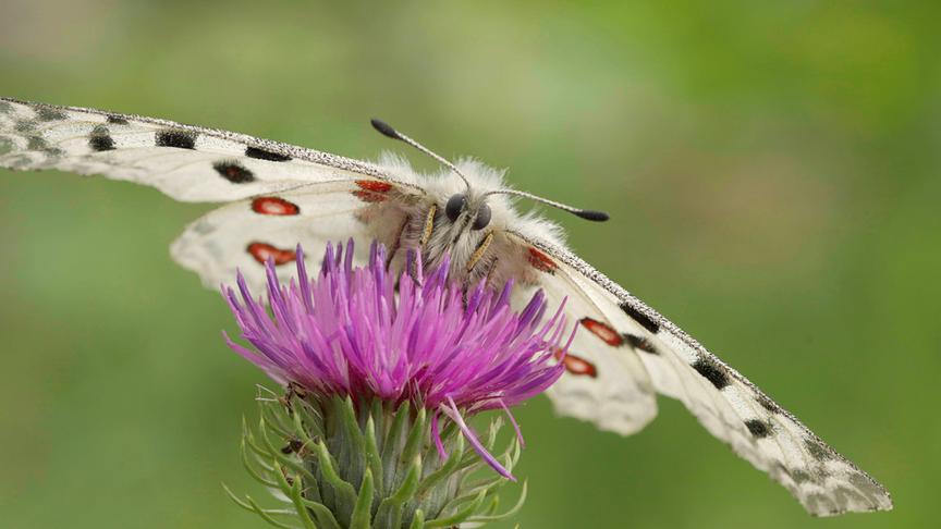 Pastellgelber Schmetterling mit Punkten auf einer violetten Blüte.