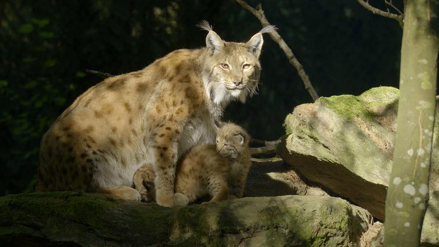 Luchs mit Jungtier vor sich im lichtdurchfluteten Wald.