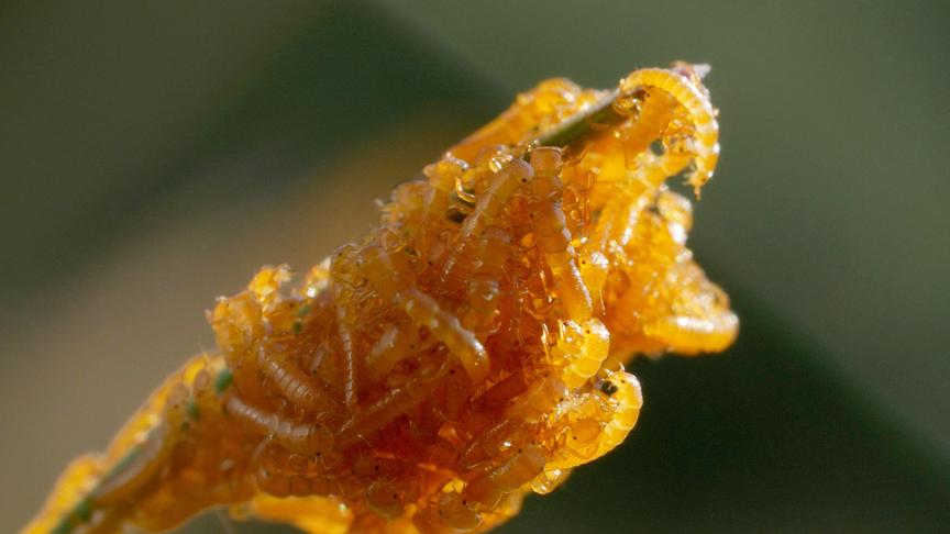 Orange, kleine Ölkäfer in einer großen Gruppe an einem Pflanzenstiel.