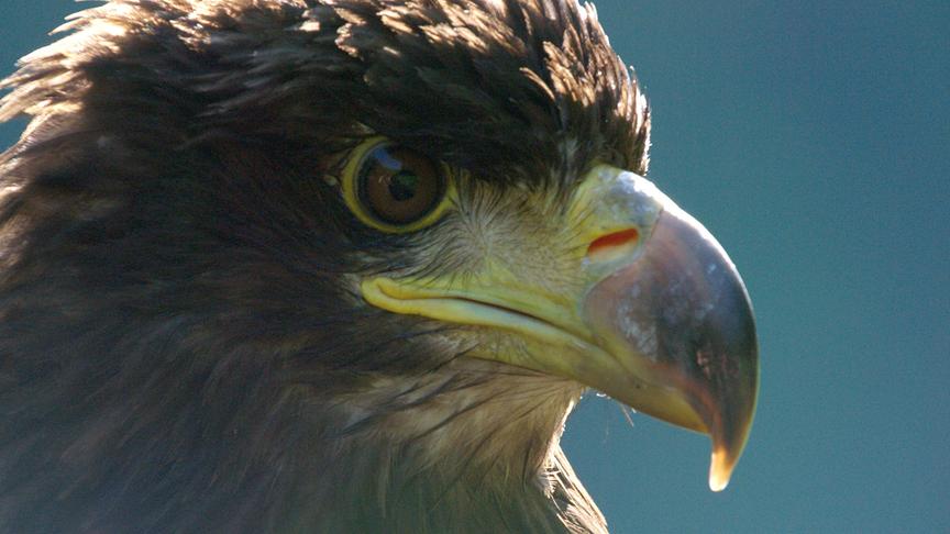Nahaufnahme eines Seeadlers mit spitzem Schnabel und dunkelbraunen Augen.
