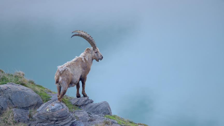 © Foto: ORF/Interspot/©Nationalparks Austria/Ingemar Arnold Steinbock auf einem felsigen Berghang.