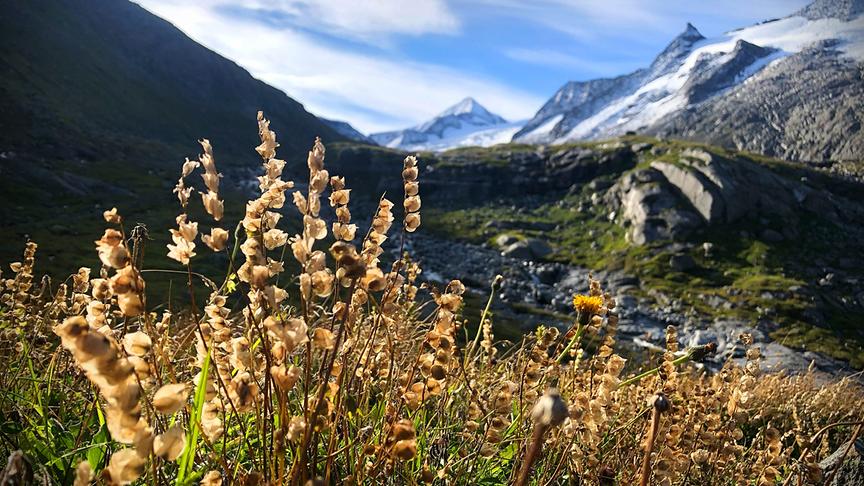 Bergpanorama mit Wiese, Felsen und im Hintergrund hohen, felsigen, schneebedeckten Berggipfeln.