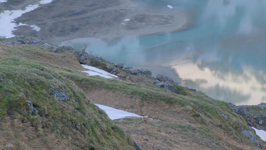 Steinbock auf einem felsigen Berghang, der teils noch schneebedeckt ist, über einem türkisen Bergsee.