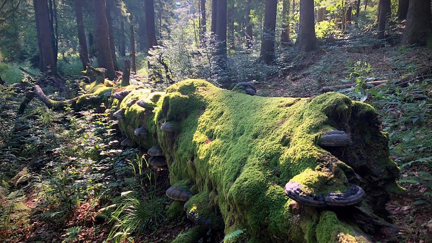 Von Moos und Baumpilzen bewachsenes Totholz in einem lichtdurchfluteten Wald.