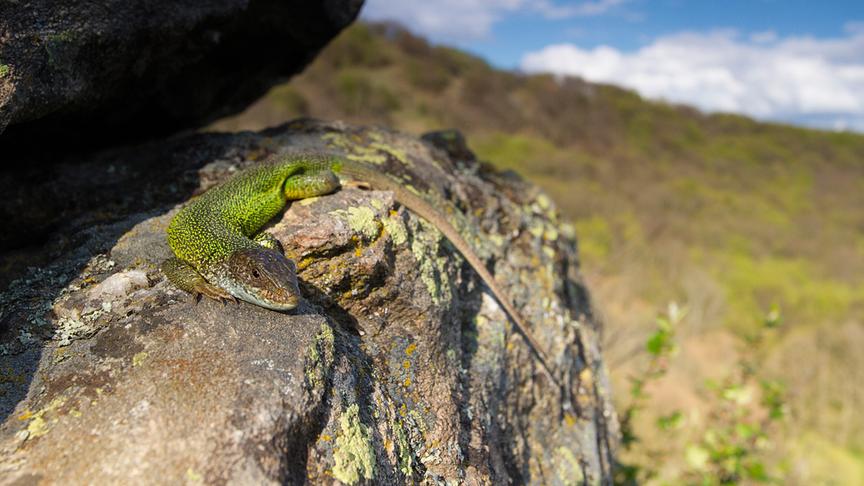Smaradeidechse auf einem Felsen in einem Nationalpark.