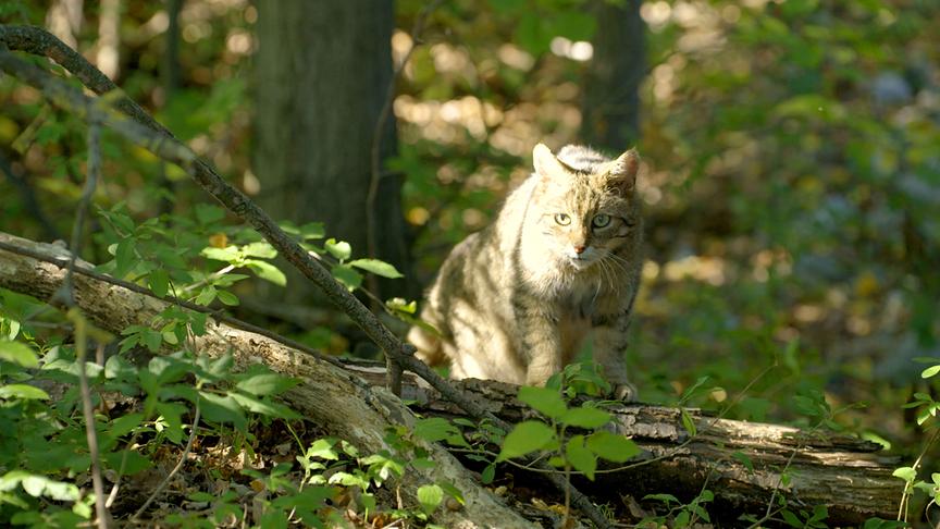 © Foto: ORF/Interspot/©Nationalparks Austria Eine Wildkatze geduckt im lichtdurchfluteten Wald.