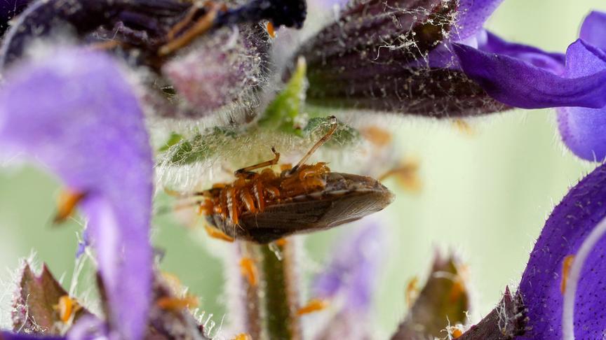 Ölkäfer auf einer Blume mit violetten Blüten.