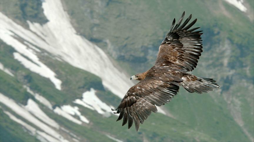 Adler im Flug über teils noch schneebedeckten Berghügeln.