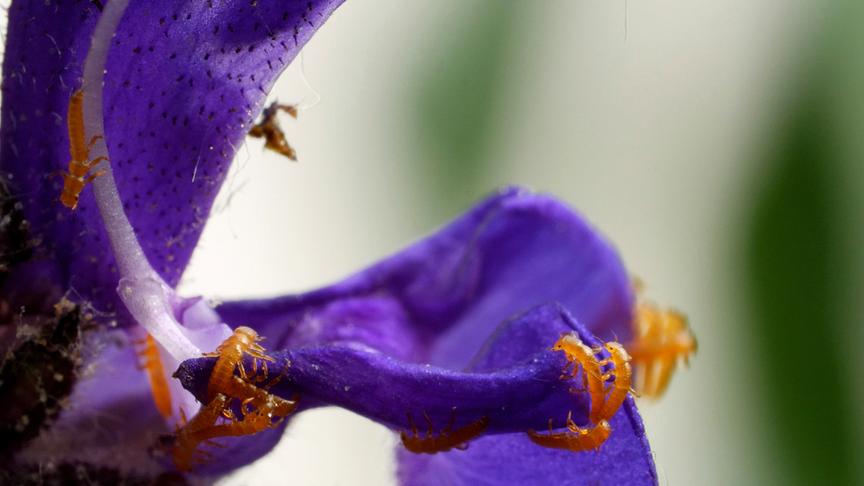 Orange kleine Ölkäfer auf einer violetten Blüte.