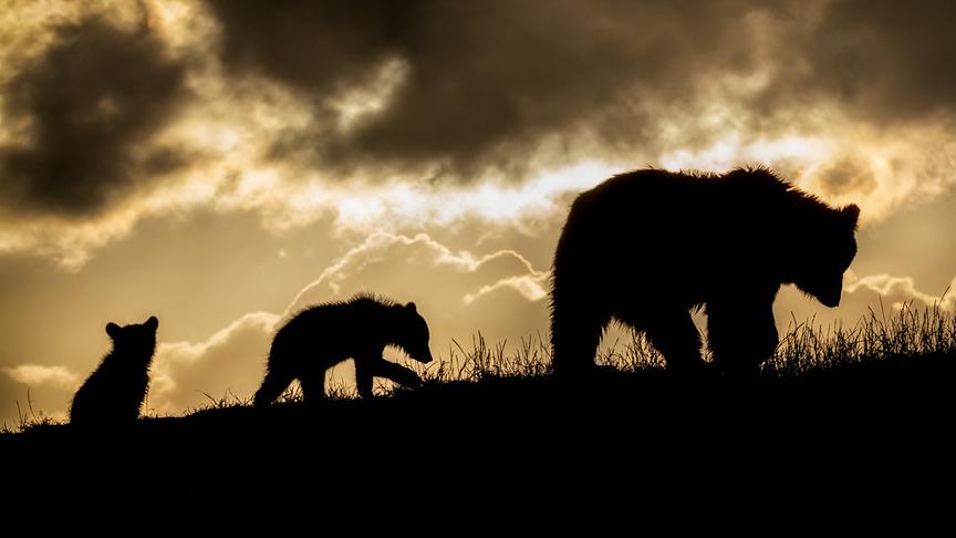 © Foto: ORF/Crossing the Line/Peter Strøiman/Dreamstime Im Bild: Braunbärin (Ursus arctos) und ihre beiden Jungen.