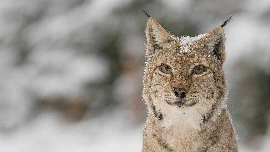 © Foto: ORF/Crossing the Line/All-stock-photos/Shutterstock Im Bild: Nahaufnahme eines Eurasischen Luchses (Lynx lynx) im Schnee.