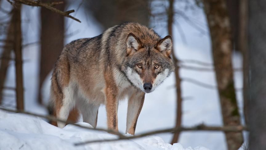 © Foto: ORF/Crossing the Line/Martin Prochazkacz/Shutterstock Wolf im verschneiten Wald