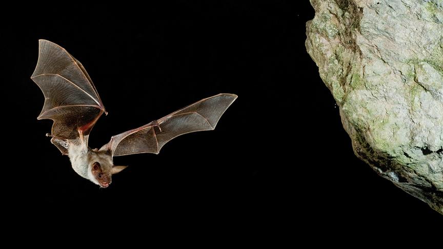 © Foto: ORF/Crossing the Line/FJAH/Shutterstock Im Bild: Eine Große Mausohrfledermaus (Myotis myotis) im Flug.