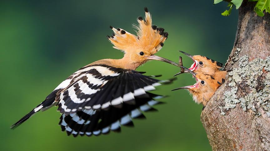 © Foto: ORF/Crossing the Line/WildMedia/Shutterstock Im Bild: Ein Wiedehopf (Upupa epops) kehrt mit einer Raupe zum Nest zurück, um die Küken zu füttern.
