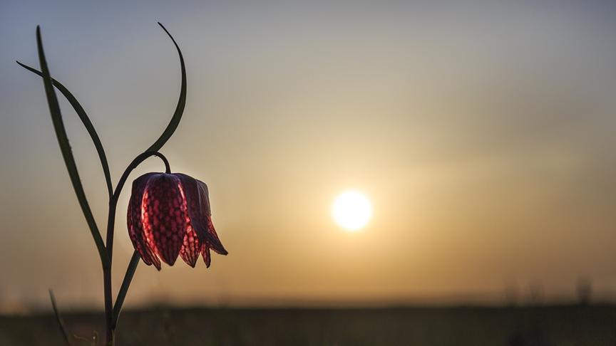 © Foto: ORF/Crossing the Line/Bereczki Barna/Dreamstime Im Bild: Ein Schachblume (Fritillaria meleagris) fängt die Abendsonne auf einer Frühlingswiese in Siebenbürgen ein.