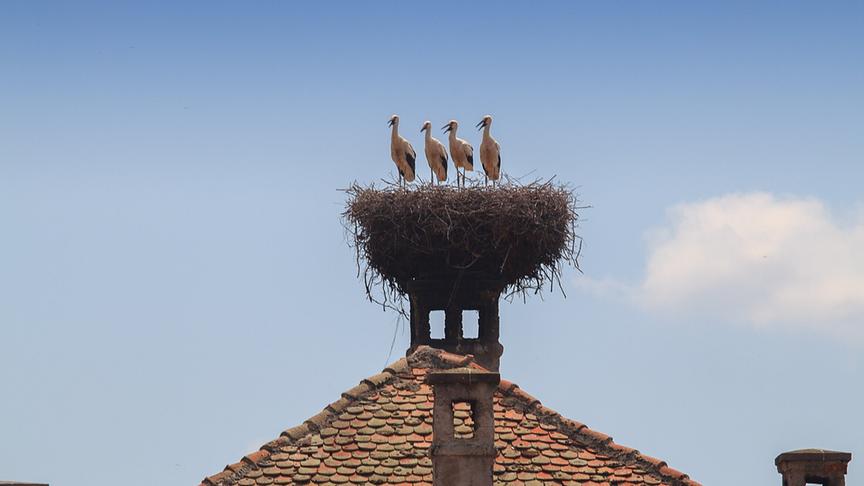 © Foto: ORF/Crossing the Line/Peter Zamorowski/Shutterstock Im Bild: Weißstörche (Ciconia ciconia) nisten oberhalb des sächsischen Dorfes Viscri, Transsilvanien.