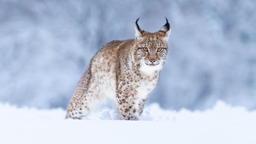 © Foto: ORF/Crossing the Line/Jan Stria/Shutterstock Im Bild: Ein junger Eurasischer Luchs (Lynx lynx) im Schnee.