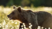 Im Bild: Braunbär (Ursus arctos).