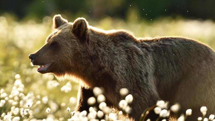 © Foto: ORF/Crossing the Line/Erik Mandre/Shutterstock Im Bild: Braunbär (Ursus arctos).
