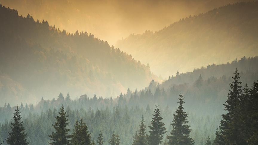 © Foto: ORF/Crossing the Line/Dan Dinu Im Bild: Nebel über den Wäldern Transsilvanien.