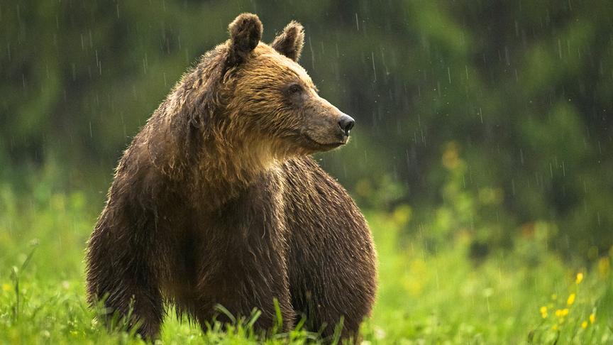 © Foto: ORF/Crossing the Line/Dan Dinu Im Bild: Ein europäischer Braunbär (Ursus arctos) steht im Regen auf einer Lichtung.