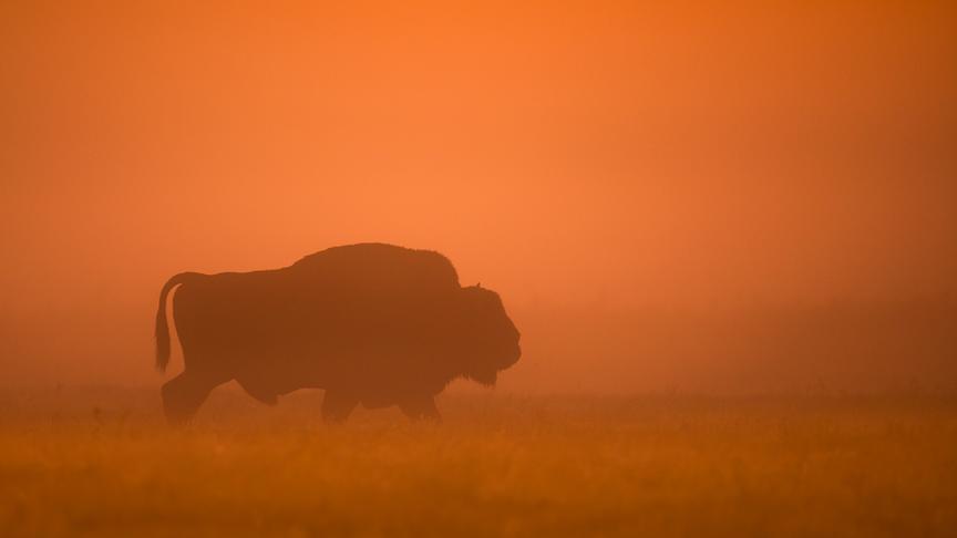 © Foto: ORF/Crossing the Line/Szczepan Klejbuk/Shutterstock Im Bild: Ein Europäischer Wisent (Bison bonasus) läuft durch den Nebel.