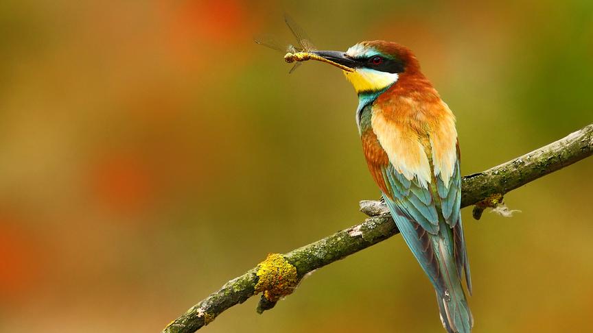 © Foto: ORF/Crossing the Line/Ondrej Prosicky/Dreamstime Im Bild: Ein Bienenfresser (Merops apiaster) mit einer Libelle im Schnabel.