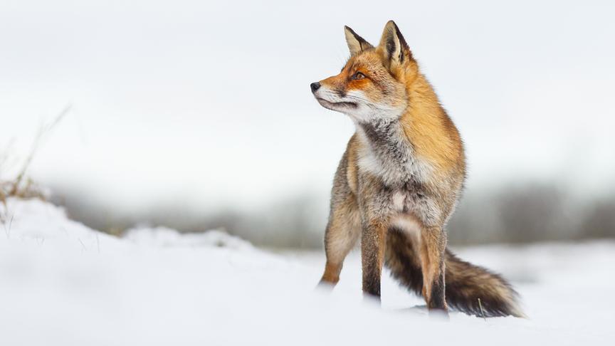 © Foto: ORF/Crossing the Line/Pim Leijen/Shutterstock Im Bild: Ein Rotfuchs (Vulpes vulpes) im Schnee.