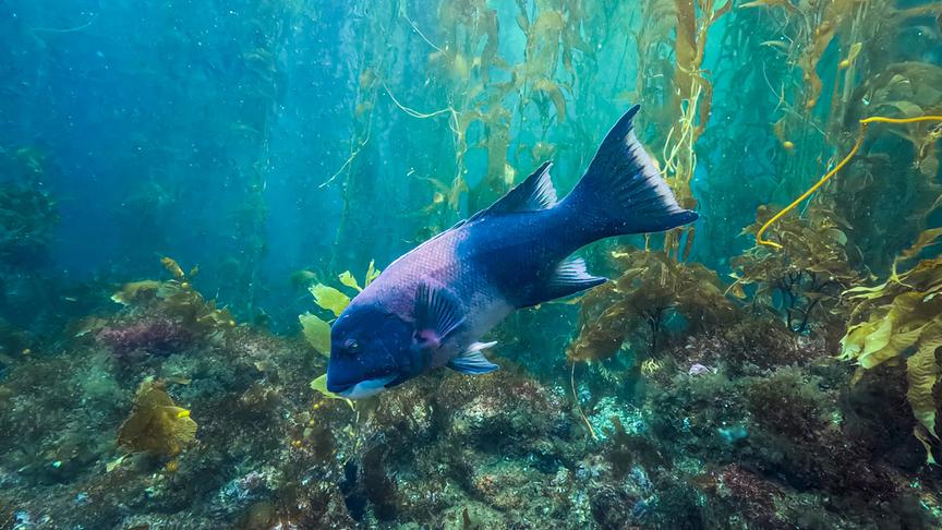 Ein blauer Fisch schwimmt durch ein algenbewachsenes Gewässer Richtung Boden.