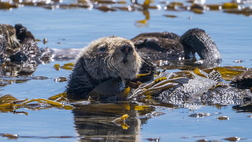Ein Otter lässt sich an der Wasseroberfläche durch Algen treiben.